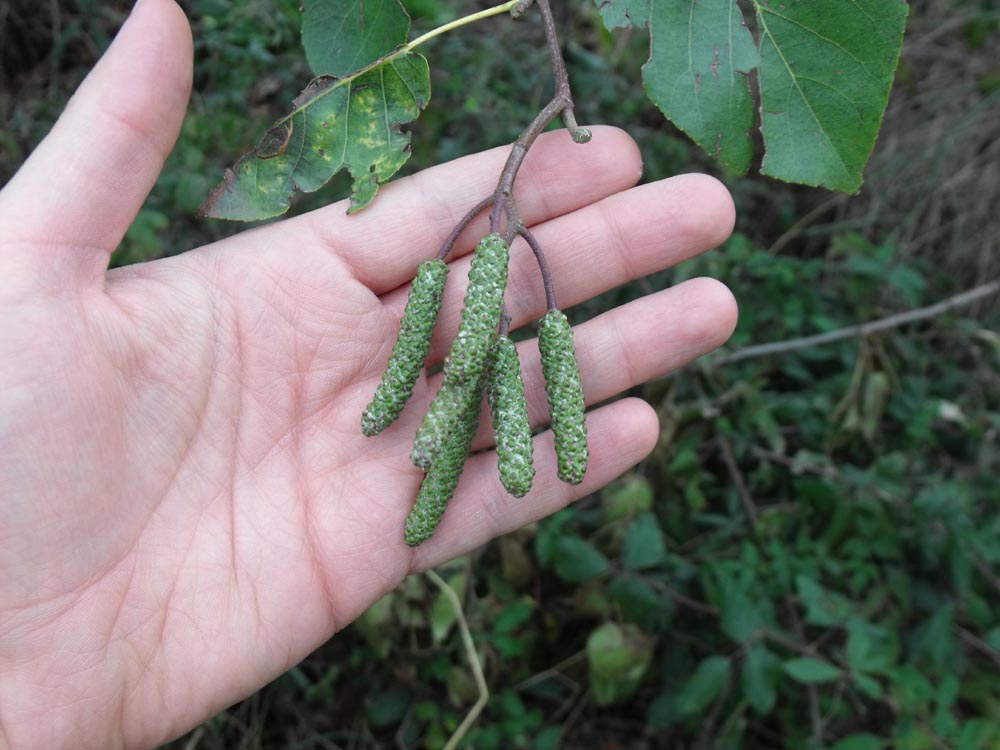 Alnus cordata